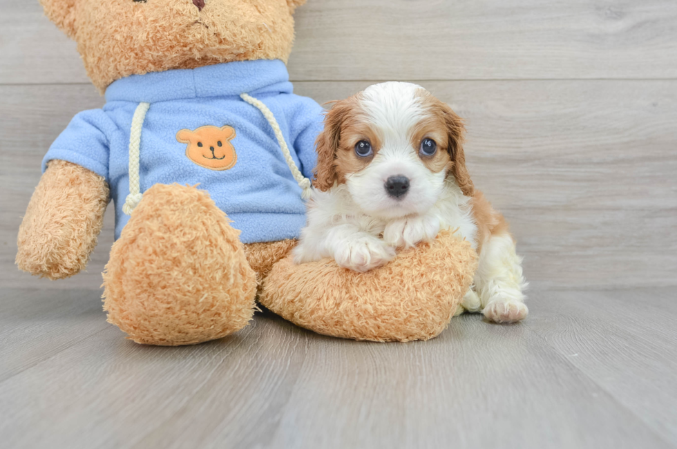 8 week old Cavalier King Charles Spaniel Puppy For Sale - Lone Star Pups