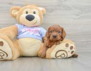 5 week old Cavalier King Charles Spaniel Puppy For Sale - Lone Star Pups