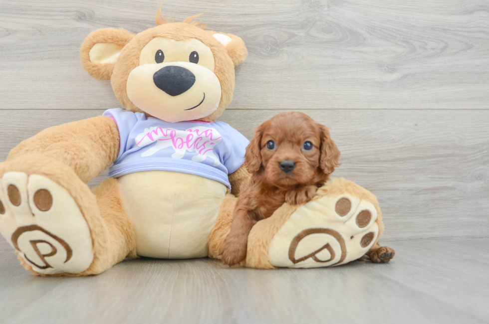 5 week old Cavalier King Charles Spaniel Puppy For Sale - Lone Star Pups