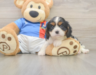 6 week old Cavalier King Charles Spaniel Puppy For Sale - Lone Star Pups