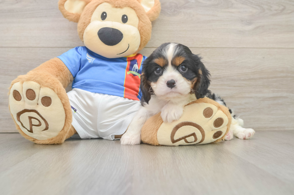 6 week old Cavalier King Charles Spaniel Puppy For Sale - Lone Star Pups