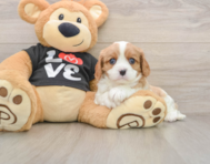 5 week old Cavalier King Charles Spaniel Puppy For Sale - Lone Star Pups