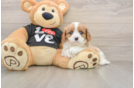 Cavalier King Charles Spaniel Pup Being Cute
