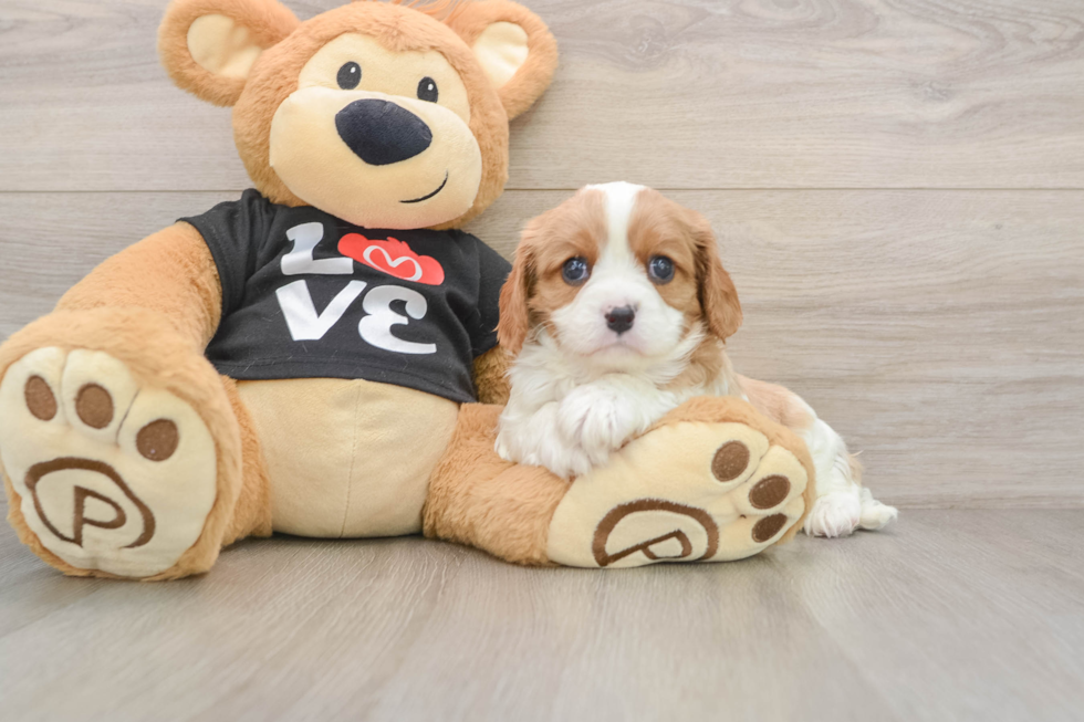 Cavalier King Charles Spaniel Pup Being Cute