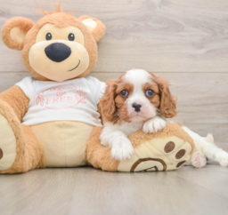 5 week old Cavalier King Charles Spaniel Puppy For Sale - Lone Star Pups