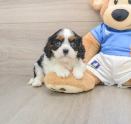 5 week old Cavalier King Charles Spaniel Puppy For Sale - Lone Star Pups