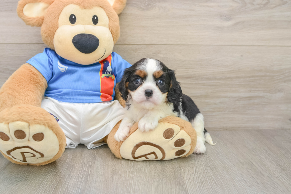 Popular Cavalier King Charles Spaniel Purebred Pup