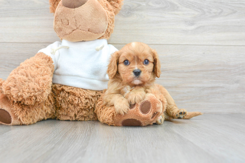 6 week old Cavalier King Charles Spaniel Puppy For Sale - Lone Star Pups