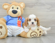 8 week old Cavalier King Charles Spaniel Puppy For Sale - Lone Star Pups