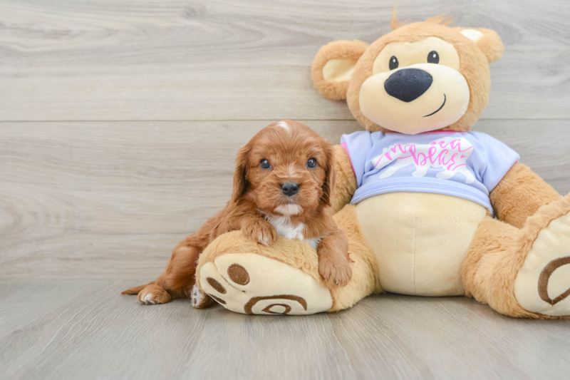 Meet Alexander - our Cavalier King Charles Spaniel Puppy Photo 1/3 - Lone Star Pups