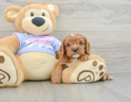 6 week old Cavalier King Charles Spaniel Puppy For Sale - Lone Star Pups