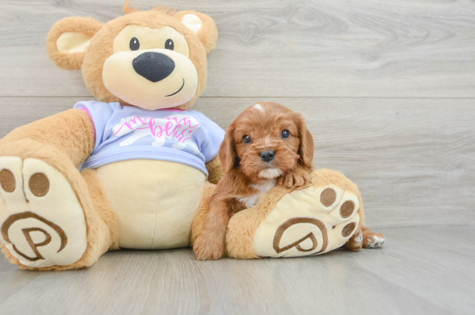 5 week old Cavalier King Charles Spaniel Puppy For Sale - Lone Star Pups