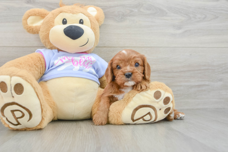 Meet Alexander - our Cavalier King Charles Spaniel Puppy Photo 3/3 - Lone Star Pups