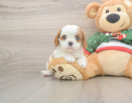 5 week old Cavalier King Charles Spaniel Puppy For Sale - Lone Star Pups