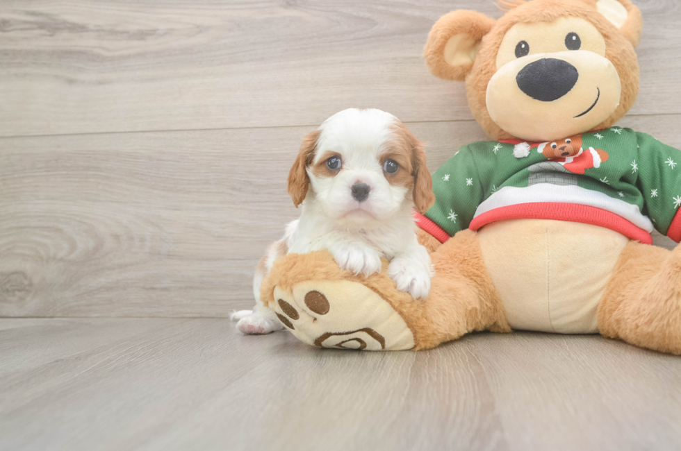 5 week old Cavalier King Charles Spaniel Puppy For Sale - Lone Star Pups