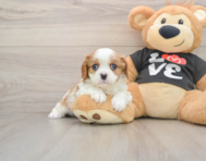 5 week old Cavalier King Charles Spaniel Puppy For Sale - Lone Star Pups