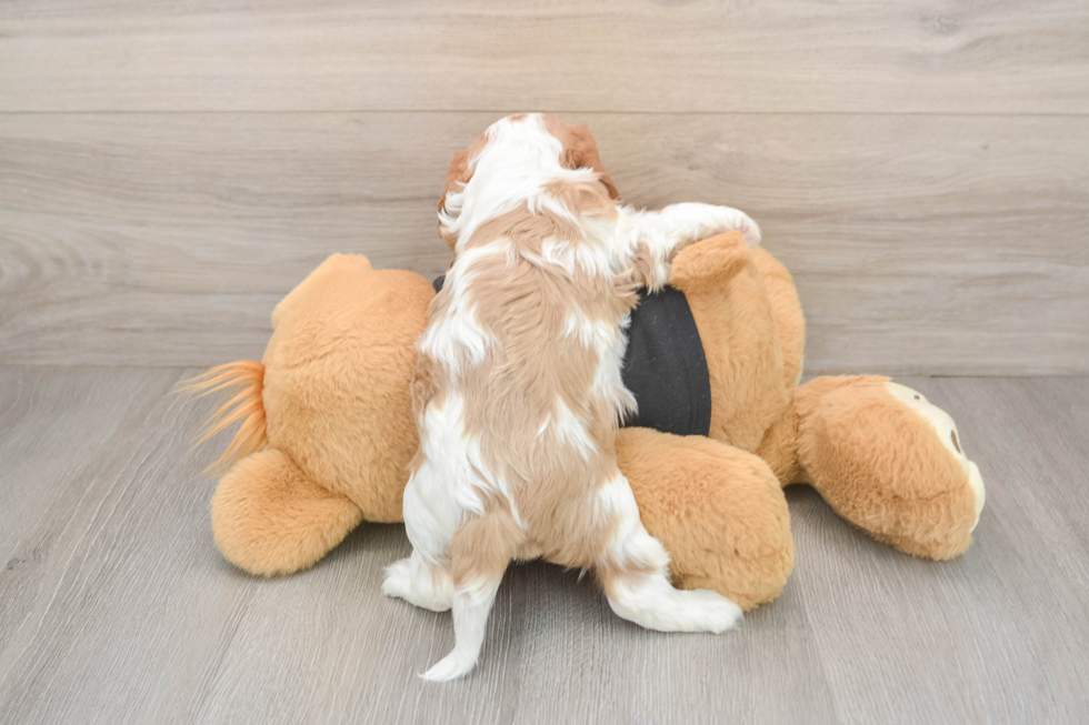 Best Cavalier King Charles Spaniel Baby