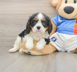 5 week old Cavalier King Charles Spaniel Puppy For Sale - Lone Star Pups