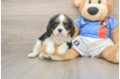Popular Cavalier King Charles Spaniel Baby