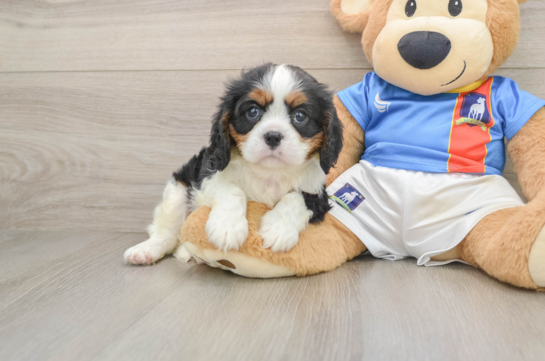 Popular Cavalier King Charles Spaniel Baby
