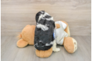Popular Cavalier King Charles Spaniel Baby