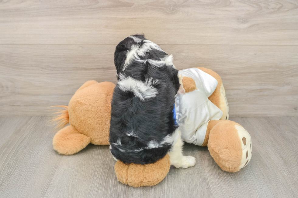 Popular Cavalier King Charles Spaniel Baby