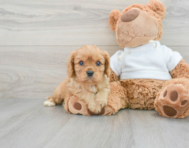 8 week old Cavalier King Charles Spaniel Puppy For Sale - Lone Star Pups