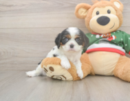 5 week old Cavalier King Charles Spaniel Puppy For Sale - Lone Star Pups