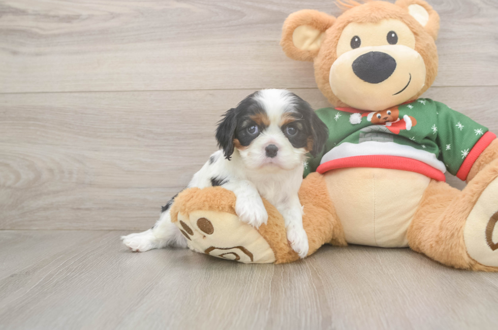5 week old Cavalier King Charles Spaniel Puppy For Sale - Lone Star Pups
