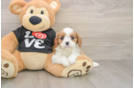 Cavalier King Charles Spaniel Pup Being Cute
