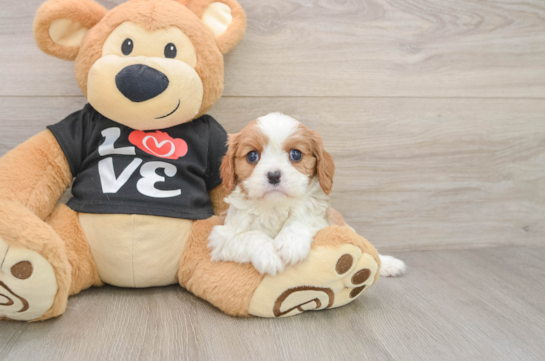Cavalier King Charles Spaniel Pup Being Cute