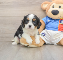 5 week old Cavalier King Charles Spaniel Puppy For Sale - Lone Star Pups