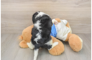 Cavalier King Charles Spaniel Puppy for Adoption