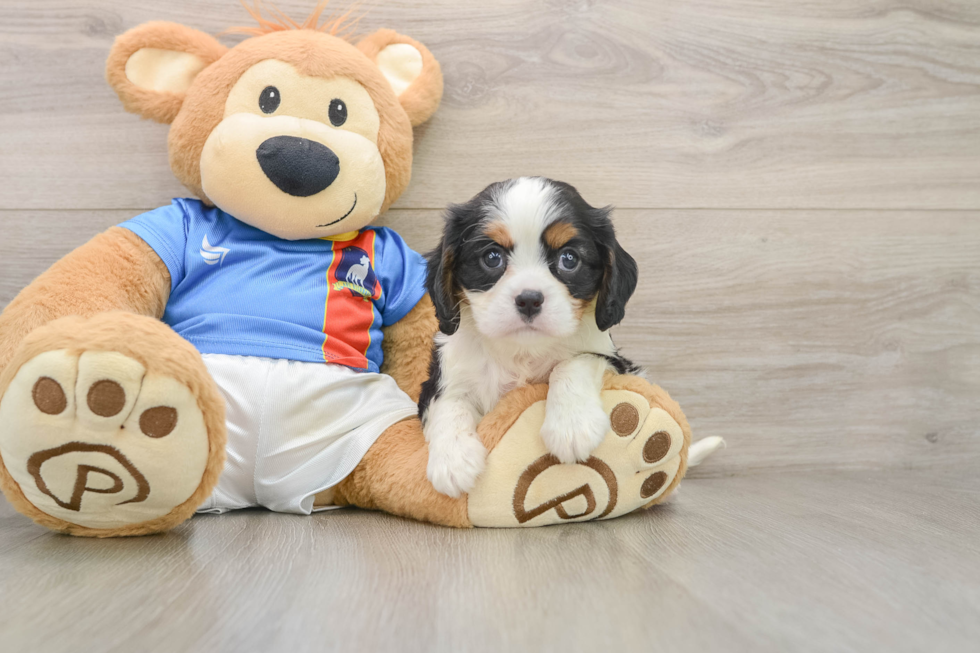 Small Cavalier King Charles Spaniel Baby