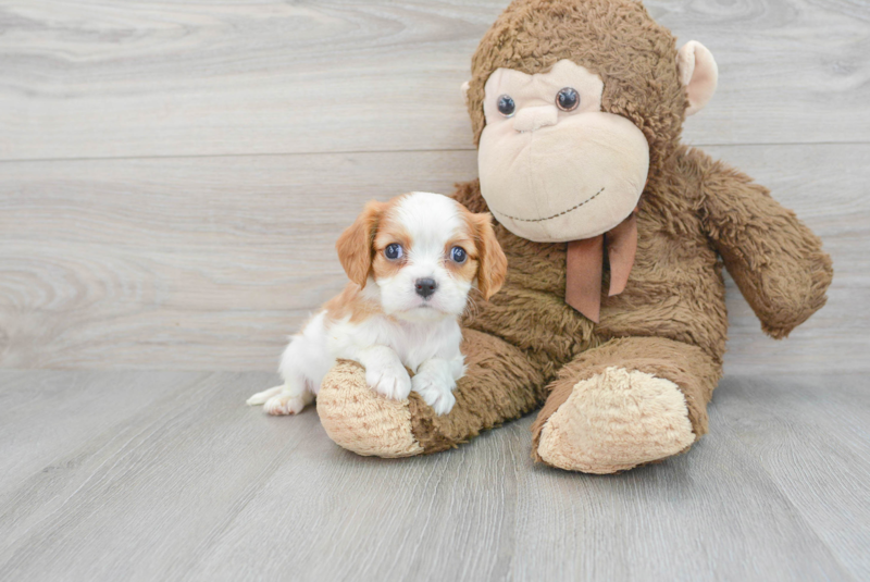 Meet Alfred - our Cavalier King Charles Spaniel Puppy Photo 1/23 - Lone Star Pups