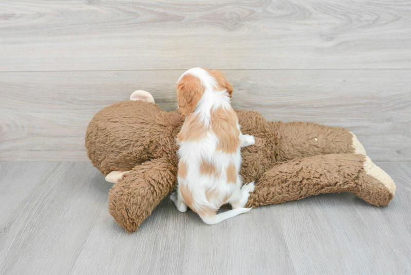 Meet Alfred - our Cavalier King Charles Spaniel Puppy Photo 2/23 - Lone Star Pups