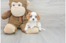 Best Cavalier King Charles Spaniel Baby