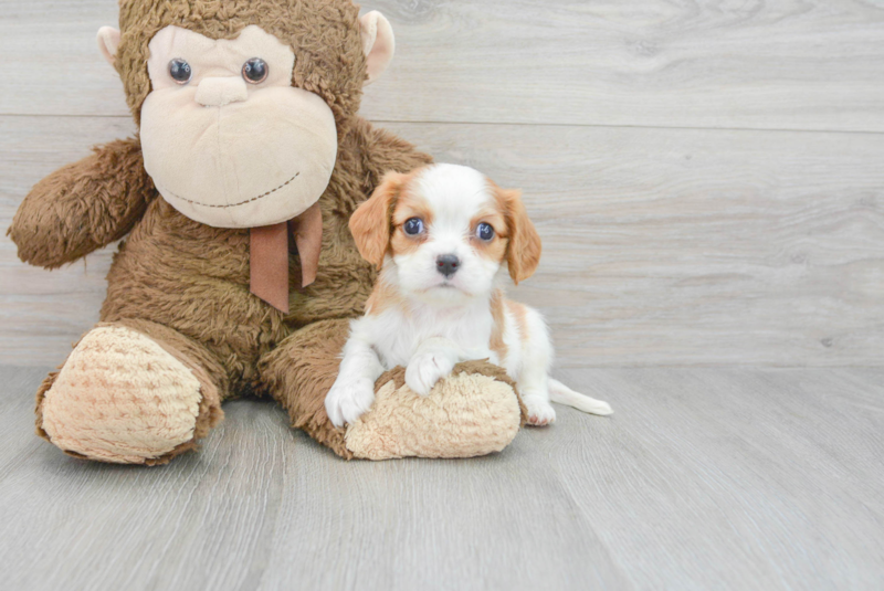 Meet Alfred - our Cavalier King Charles Spaniel Puppy Photo 3/23 - Lone Star Pups