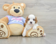5 week old Cavalier King Charles Spaniel Puppy For Sale - Lone Star Pups
