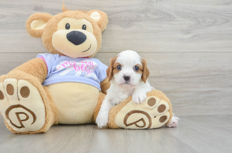 5 week old Cavalier King Charles Spaniel Puppy For Sale - Lone Star Pups