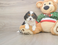 5 week old Cavalier King Charles Spaniel Puppy For Sale - Lone Star Pups