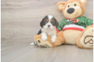 Energetic Cavalier Purebred Puppy