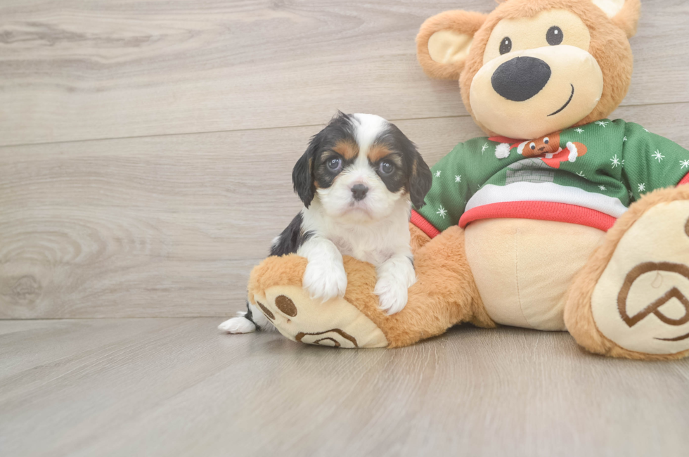 9 week old Cavalier King Charles Spaniel Puppy For Sale - Lone Star Pups