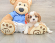 6 week old Cavalier King Charles Spaniel Puppy For Sale - Lone Star Pups