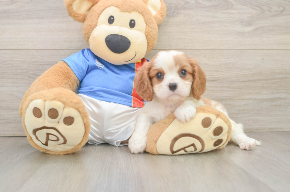 6 week old Cavalier King Charles Spaniel Puppy For Sale - Lone Star Pups