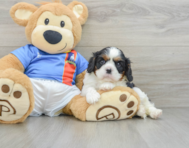 6 week old Cavalier King Charles Spaniel Puppy For Sale - Lone Star Pups