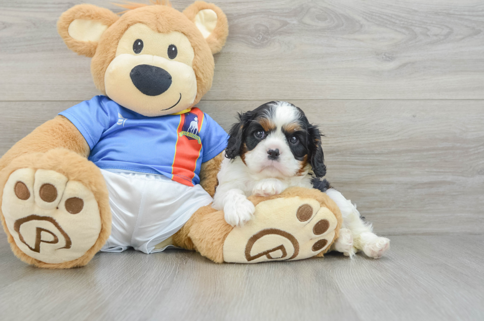 6 week old Cavalier King Charles Spaniel Puppy For Sale - Lone Star Pups