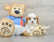 8 week old Cavalier King Charles Spaniel Puppy For Sale - Lone Star Pups