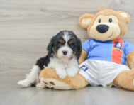 8 week old Cavalier King Charles Spaniel Puppy For Sale - Lone Star Pups