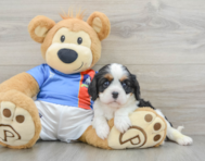 7 week old Cavalier King Charles Spaniel Puppy For Sale - Lone Star Pups